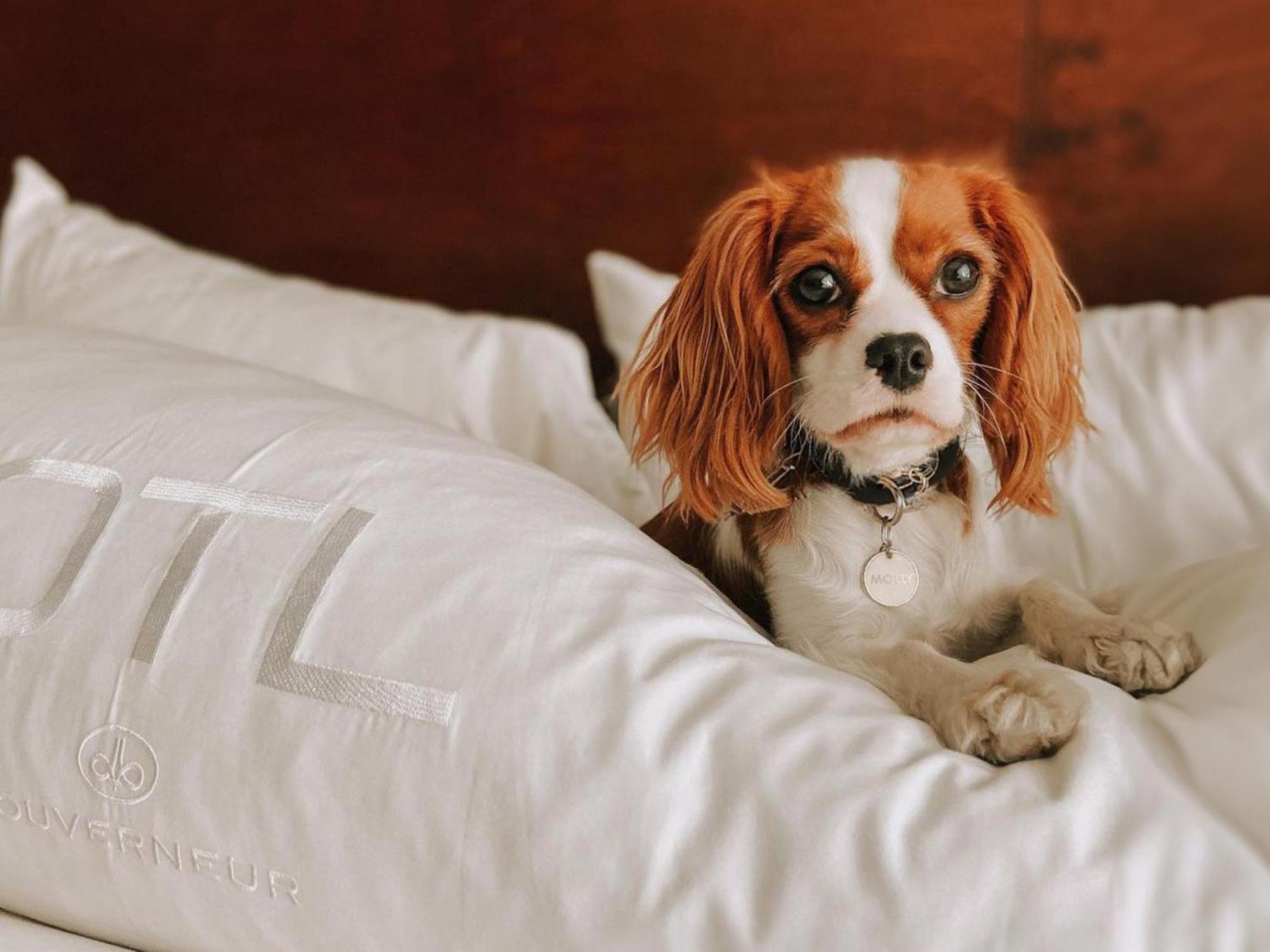Otl Gouverneur Sherbrooke Exteriör bild A dog on a bed